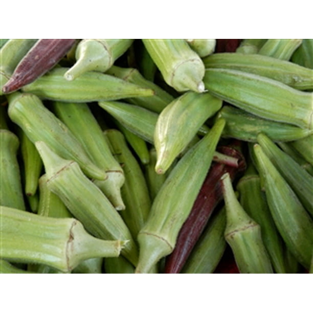 10 Pcs Okra Plant Seed Organic Okra Plant Seed For Garden Vegetables Plant Seed